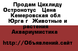 Продам Цихлиду Остронотус › Цена ­ 600 - Кемеровская обл., Юрга г. Животные и растения » Аквариумистика   